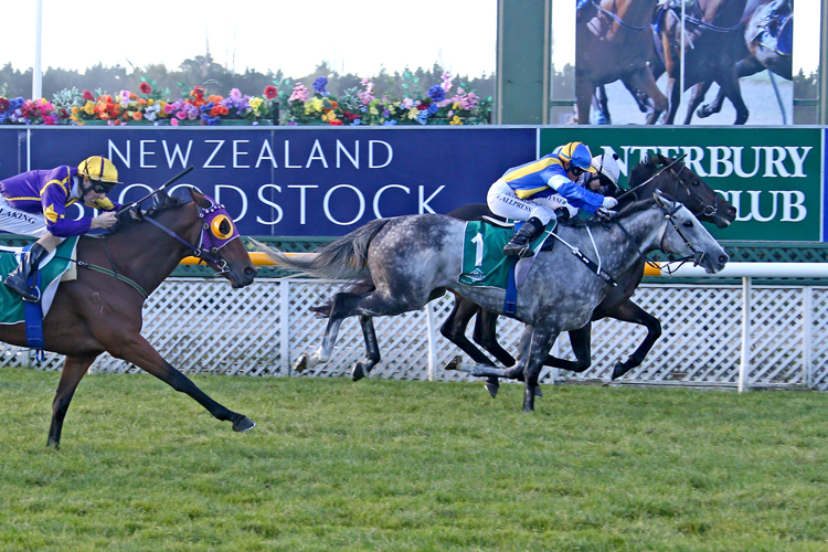 Saint Emilion winning the Coca-Cola Canterbury Gold Cup