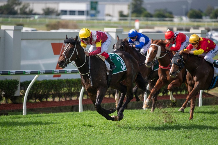 SAMBRO winning the Ascot Green Queensland Guineas