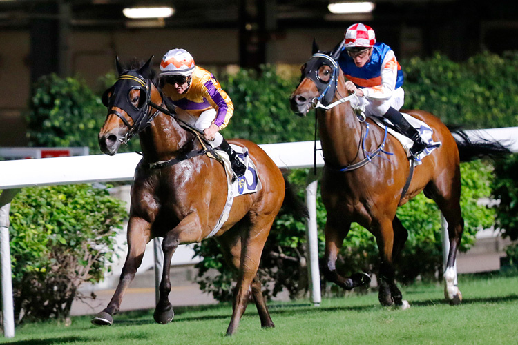 Saul's Special winning the LET ME FIGHT HANDICAP Saul's Special winning the LET ME FIGHT HANDICAP