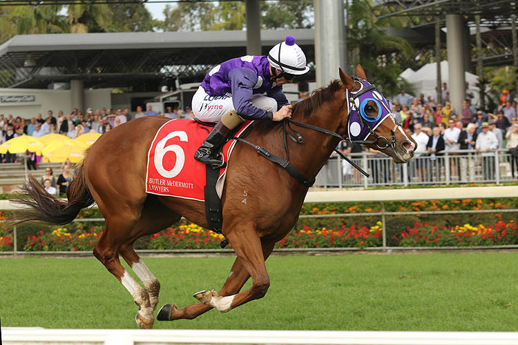 Shogun Sun winning the Glovers Concreting (Bm75) Shogun Sun winning the Glovers Concreting (Bm75)