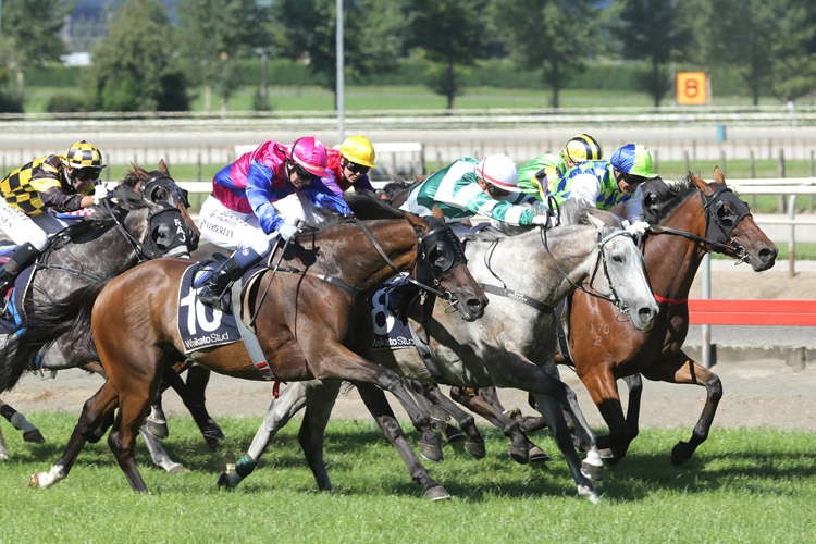 Show The World(outer) winning the Marks Ewen & Assoc. Kaimai Stk