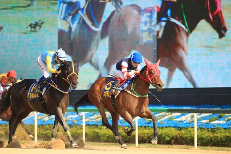 Silver Wolf (No.5) beat Power Blade to win the 1st leg of the Sprint Series in Busan last month.