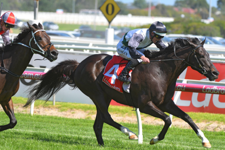 SO SI BON winning the MRC Lord Stakes at Caulfield in Melbourne, Australia. SO SI BON winning the MRC Lord Stakes at Caulfield in Melbourne, Australia.