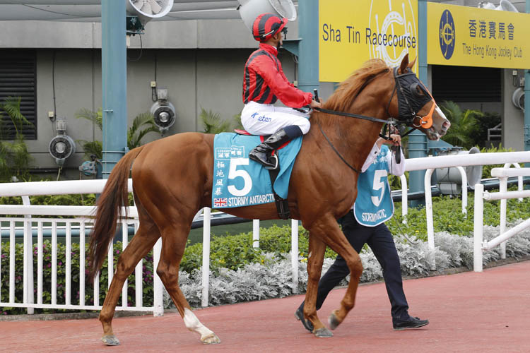 A gelding operation has helped Stormy Antarctic in a strong 2018 campaign. A gelding operation has helped Stormy Antarctic in a strong 2018 campaign.