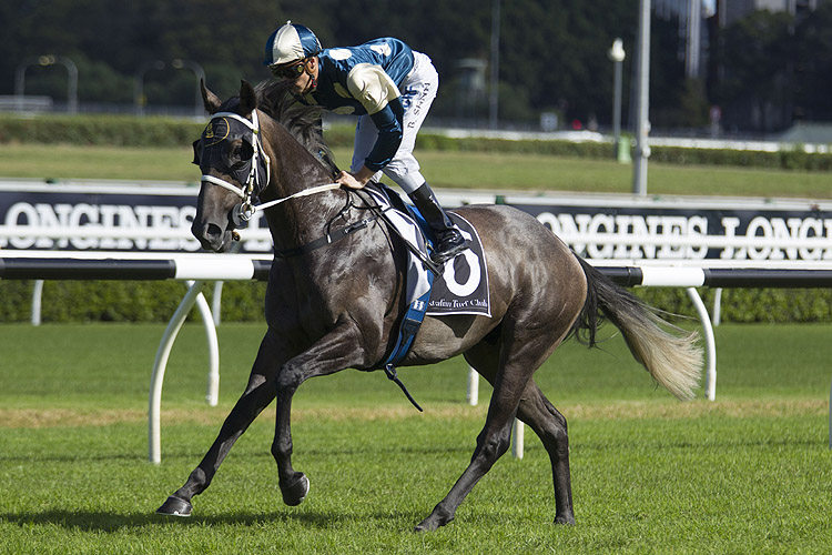 Sully will contest the Listed WJ McKell Cup (2000m) at Rosehill on Saturday.