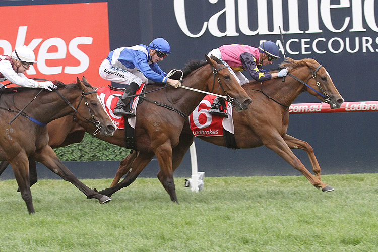 Summer Sham winning the Angus Armanasco Stakes