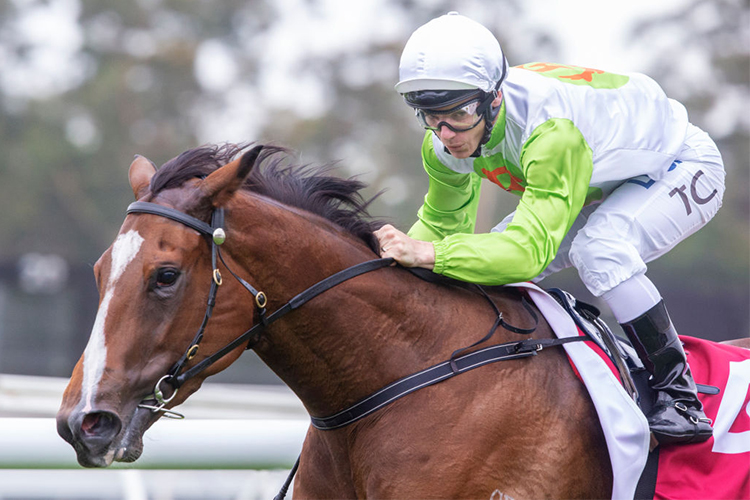 THE ART OF THE BAR winning the ANZ BloodstockNews Handicap during Sydney racing at Warwick Farm in Sydney, Australia.