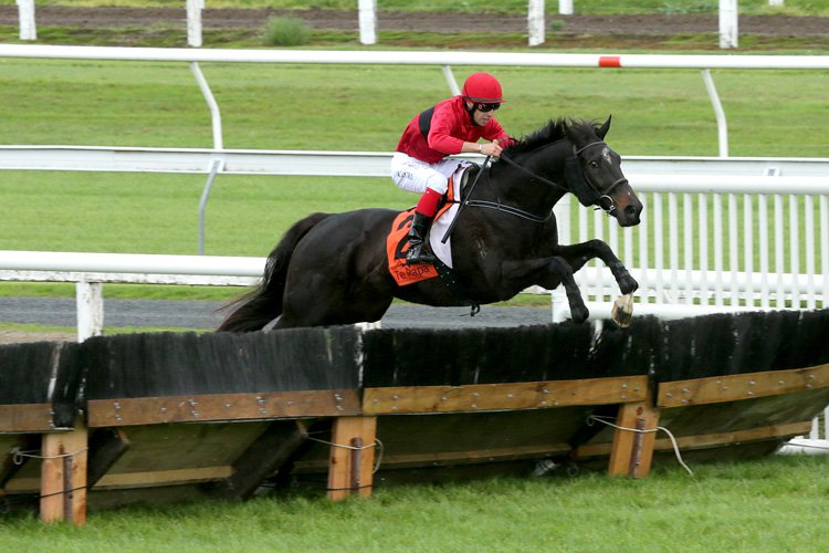 The Shackler winning the Porritt Sand Waikato Hrdl