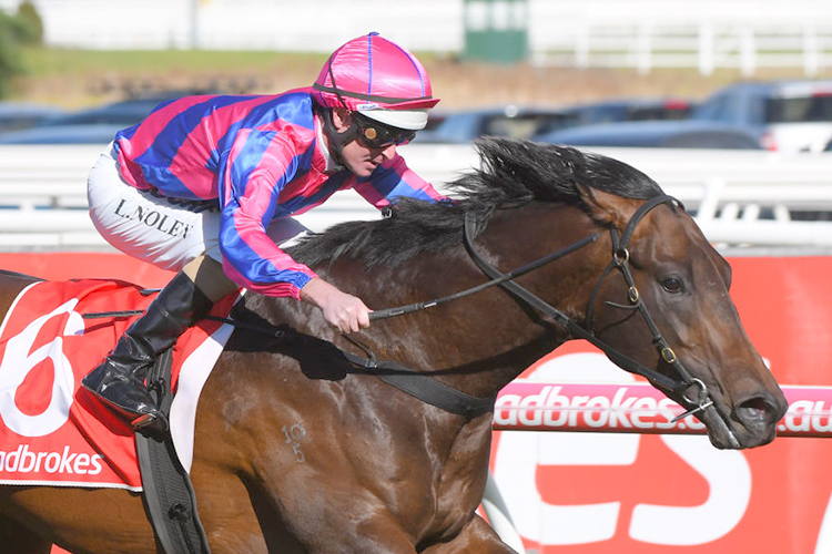 TONY NICCONI winning the Ks Environmental Vain Stakes, during P.B.Lawrence Stakes Day at Caulfield in Melbourne, Australia.