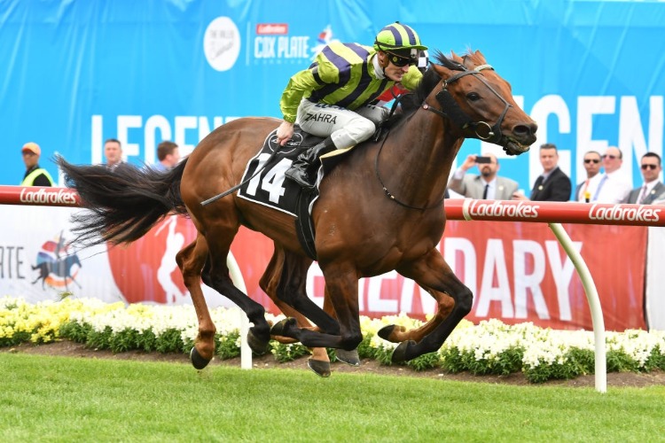 VENTURA STORM winning the Mccafe Moonee Valley Gold Cup at Moonee Valley in Melbourne, Australia.