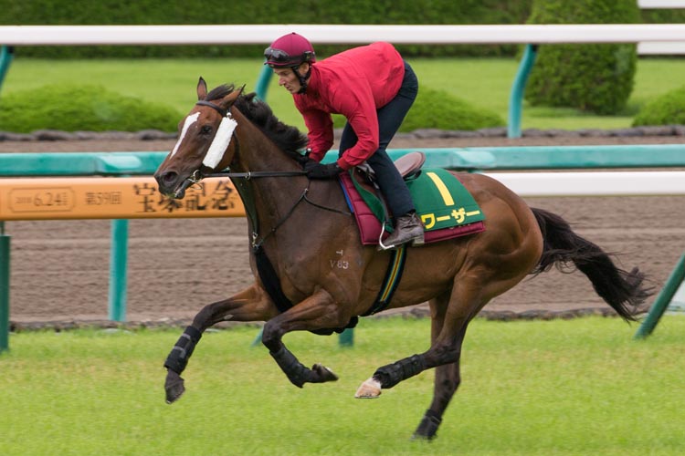 Werther gallops on the Hanshin turf this morning.