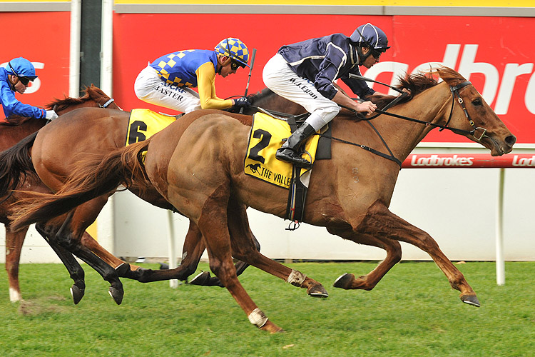 Widgee Turf winning the Catanach's Jewellers Hcp Widgee Turf winning the Catanach's Jewellers Hcp