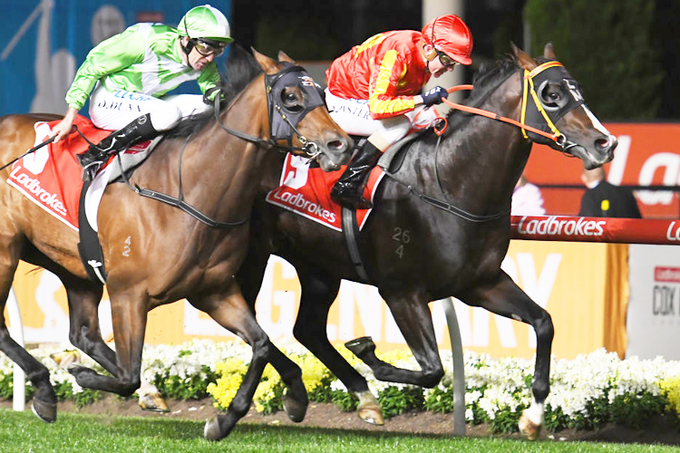 WRITTEN CHOICE winning the Ladbrokes 55 Second Challenge Heat 3 during Manikato Stakes Night at Moonee Valley in Melbourne, Australia.