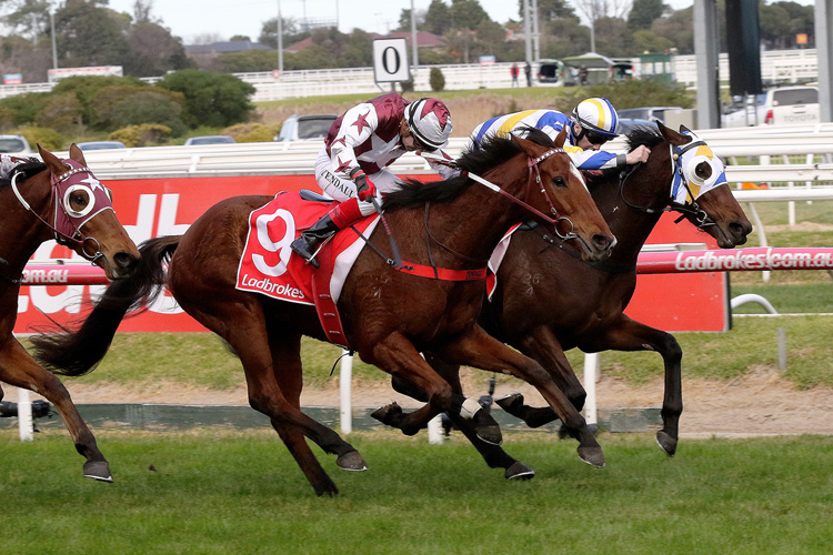 Zedinator winning the Le Pine Funerals Hcp Zedinator winning the Le Pine Funerals Hcp