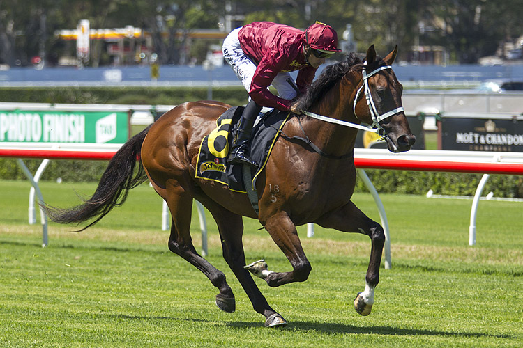 Zousain Thoroughbred Horse Profile - Next Race, Form, Stats, News ...