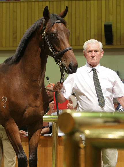 Sir Patrick Hogan will present his final draft of yearlings at the helm of Cambridge Stud.