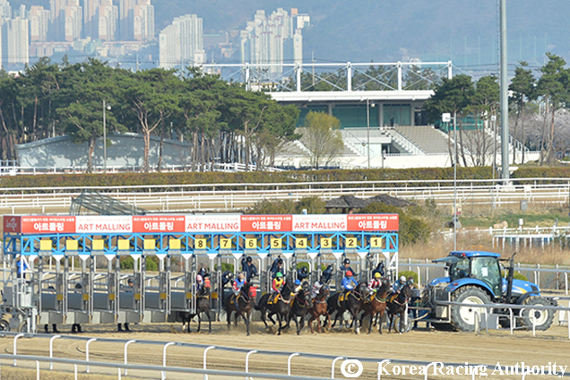 Racecourse : Busan, Korea.