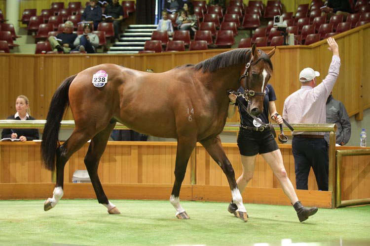 Lot 238- an Exceed and Excel colt, at New Zealand Bloodstock's Ready to Run sale.