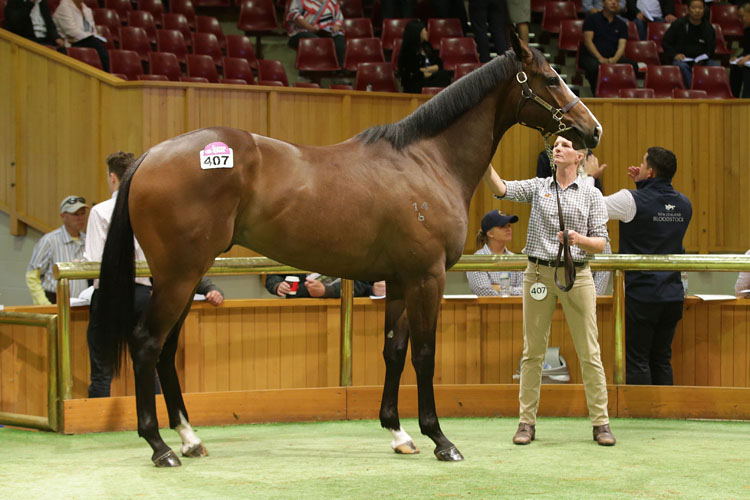 Lot 407, a Toronado colt, sold for $300,000 at the New Zealand Bloodstock Ready to Run Sale