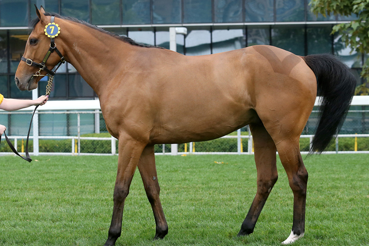 Europe Well Represented At The Hong Kong International Sale Racing