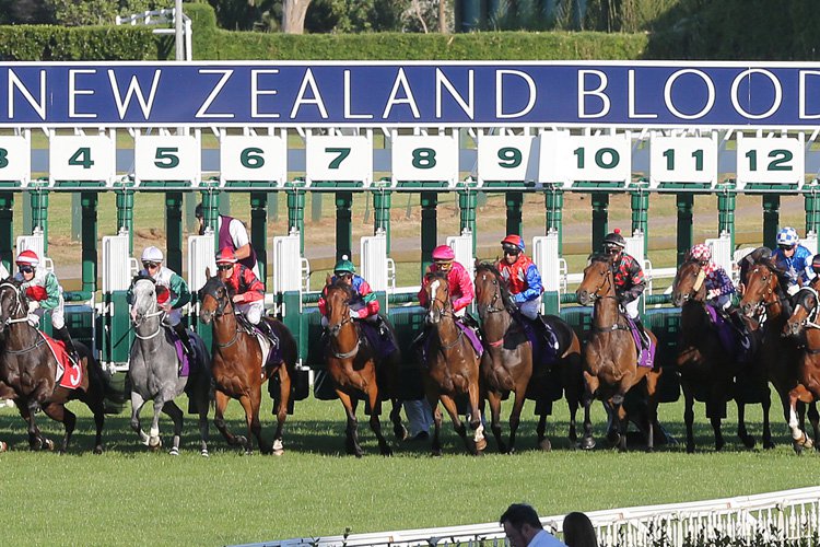 The New Zealand racing industry