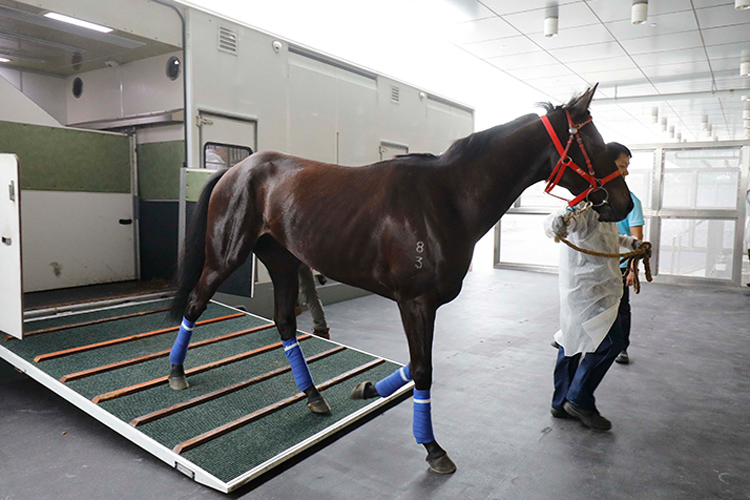 The first shipment of 14 retired horses, arrived at Conghua Training Centre on Tuesday morning. The first shipment of 14 retired horses, arrived at Conghua Training Centre on Tuesday morning.
