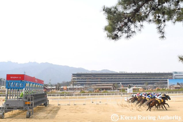 Racecourse : Seoul, Korea.
