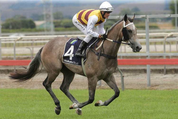The Team Rogerson trained Aalaalune is the $3.80 favourite for the SVS 1400 at Te Rapa on Saturday<br />