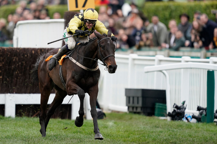 AL BOUM PHOTO winning the Magners Cheltenham Gold Cup Chase (Grade 1) on Gold Cup Day in Cheltenham, England.