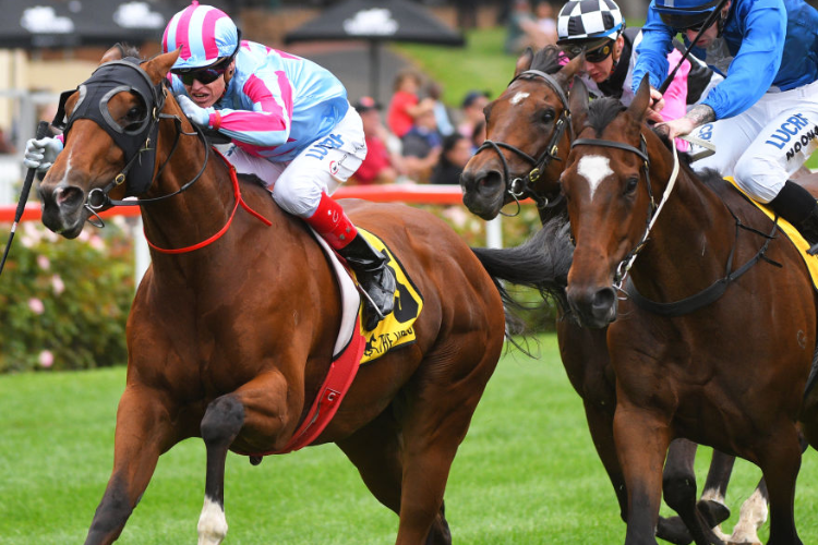 AL GALAYEL winning the Events @ The Valley Hcp during Melbourne Racing at Moonee Valley in Melbourne, Australia.