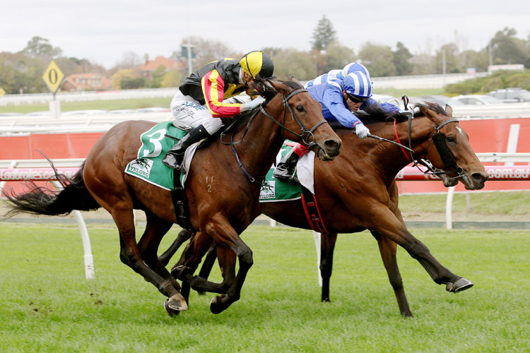 Rock On (outside) pleased trainer Peter Gelagotis with his first up runner-up performance at Caulfield on Saturday.<br />