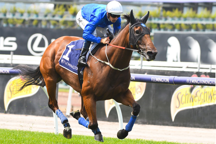 ALIZEE running for a gallop in between Race 1 and 2 during Melbourne Racing at Flemington in Melbourne, Australia.