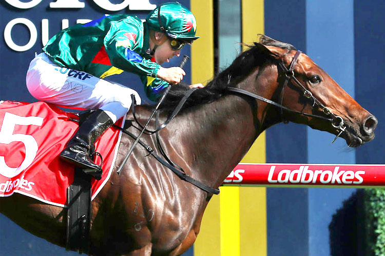 ALLIGATOR BLOOD winning the Ladbrokes Caulfield Guineas Prelude during Underwood Stakes Day at Caulfield in Melbourne, Australia.