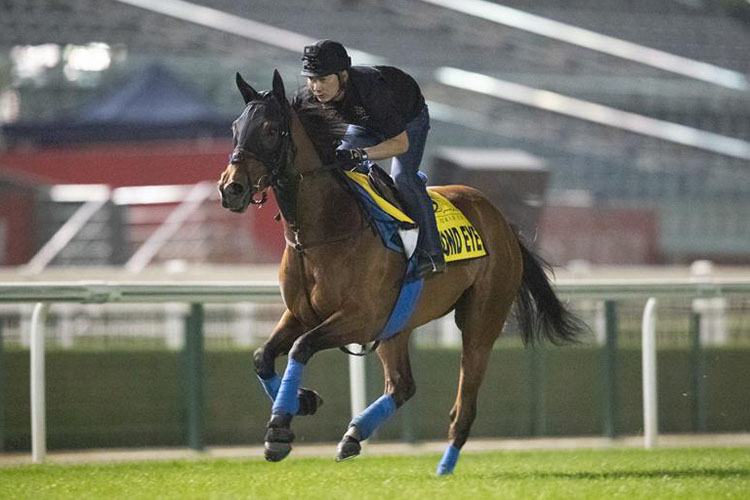 Almond Eye is a star turn at the Meydan