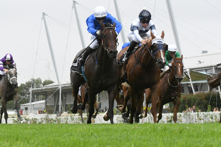 AMERCEMENT winning the Widden Stakes.