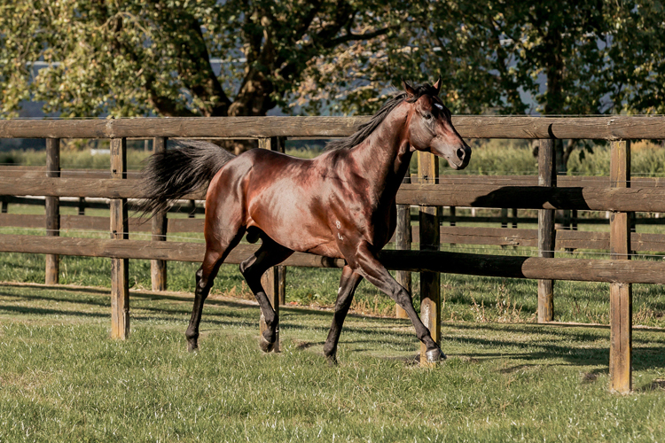 Ardrossan will stand at Waikato Stud this coming season for a fee of $8,000+gst.