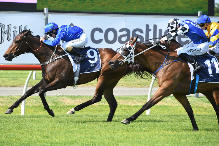 ASIAGO winning the Nz Bloodstock 3yo Spring Stakes.