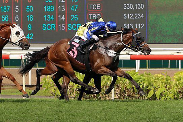 Augustano winning the GINGERBREAD MAN 2012 STAKES CLASS 2