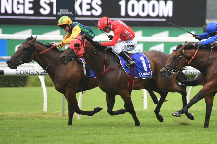 BALL OF MUSCLE winning the Hyland Challenge Stakes
