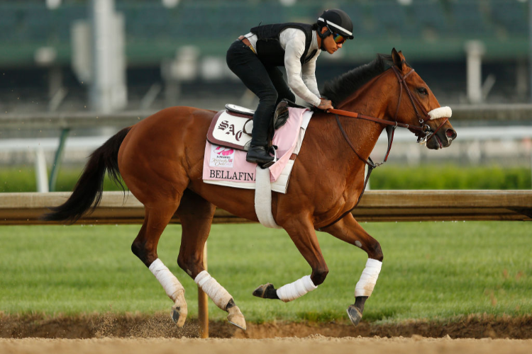 BELLAFINA trains on the track during morning workouts in preparation for the 145th running of the Kentucky Oaks at Churchill Downs in Louisville, Kentucky.