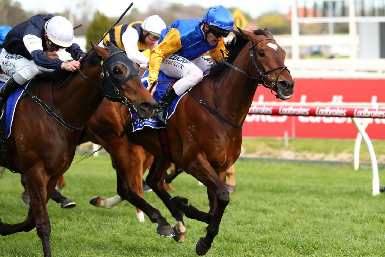 BLACK HEART BART winning the Hyland Race Colours Underwood Stakes during Underwood Stakes Day at Caulfield in Melbourne, Australia.