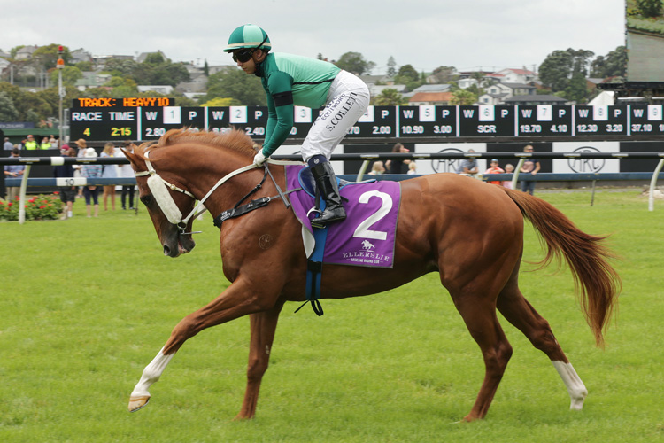 Bobby Dazzler will join Mitch Beer's Albury stable.