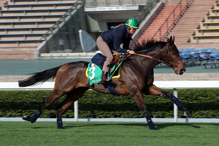 Pia Brandt rides Called To The Bar during trackwork at Sha Tin.