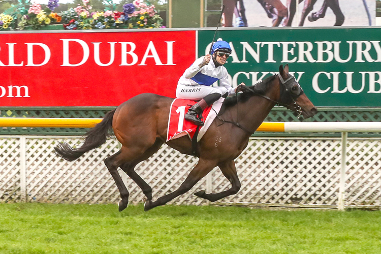 Catalyst winning the N.Z. 2000 Guineas