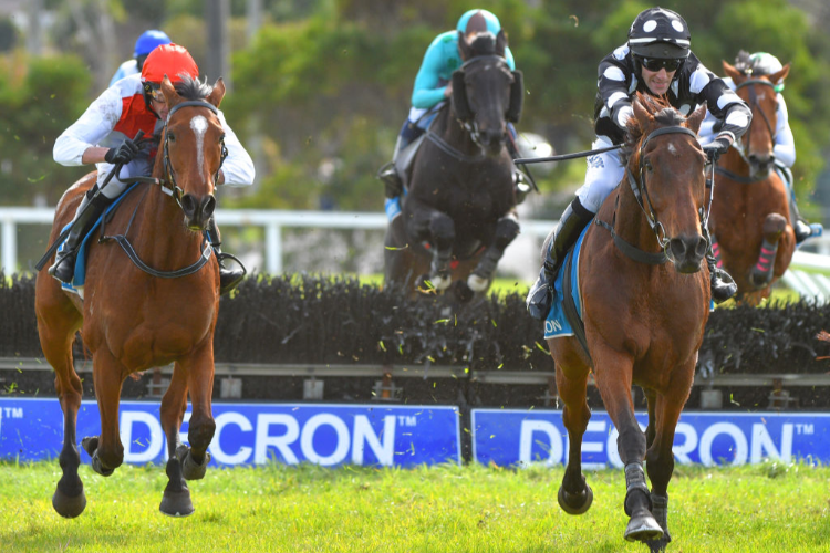 CHEQUERED FLAG winning the Hammonds Paints Champion Novice Hurdled during the Warrnambool Carnival at Warrnambool Racing Club in Warrnambool, Australia.