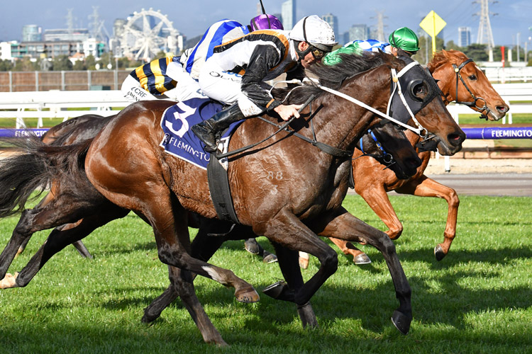 Chouxting The Mob winning the Great Ocean Road Hcp
