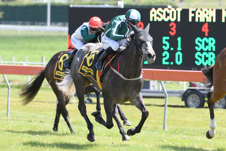 Cinzento winning the Ascot Farm Mdn