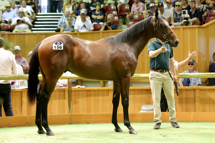 Conqueror pictured at Karaka as a yearling.