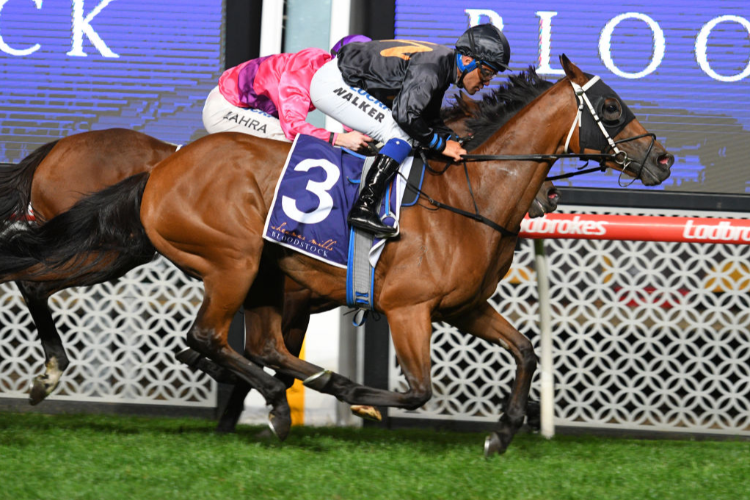 CONSENSUS winning the Sheamus Mills Sunline Stakes during William Reid Stakes Night at Moonee Valley in Melbourne, Australia.