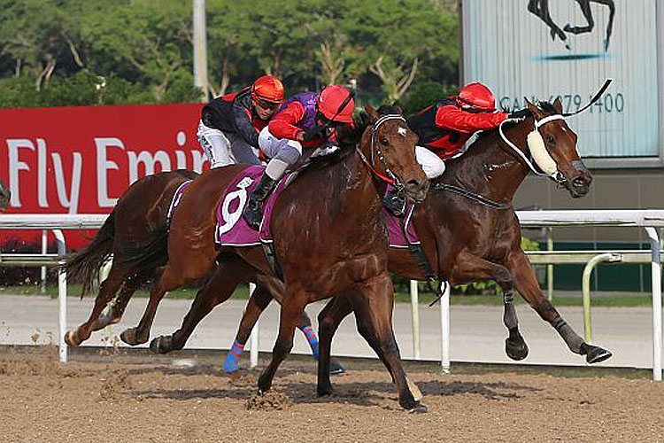 Constant Justice winning the NEW YEAR CUP